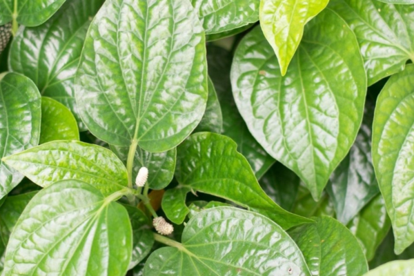 Điều trị bệnh trĩ tại nhà